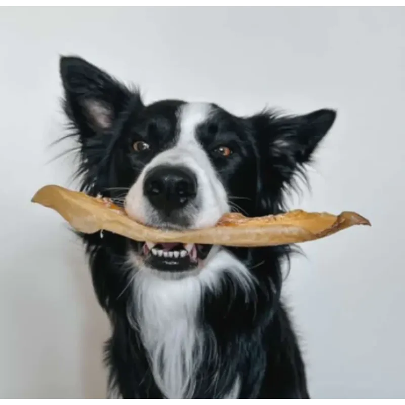 Golden Moon Bone (no actual bone) - Image 2