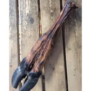 Giant Cow Leg & Hoof