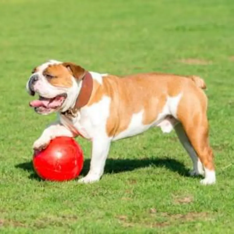 Boomer Ball - Various Sizes & Colours - Image 4