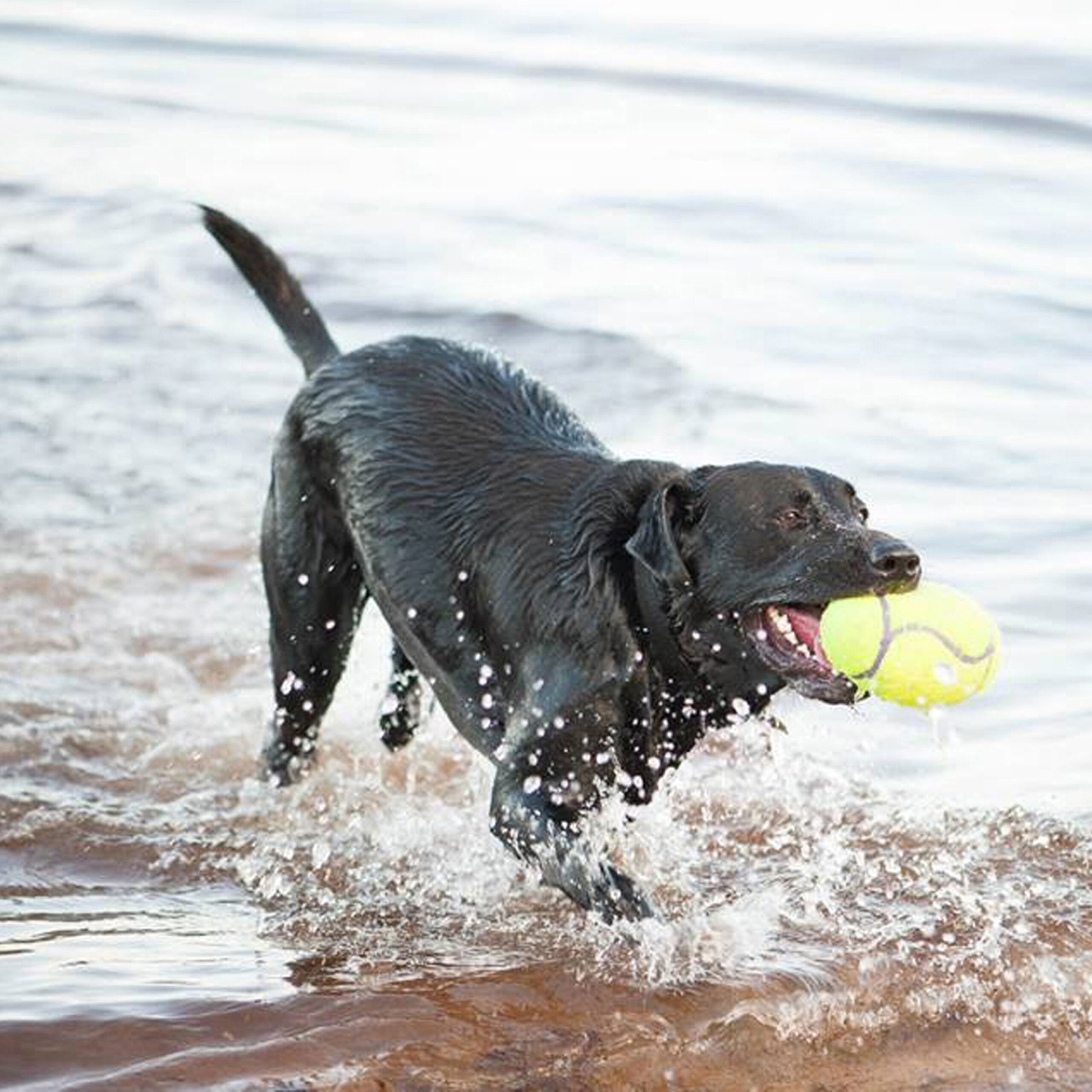 KONG AirDog Squeaker Toy - Image 3