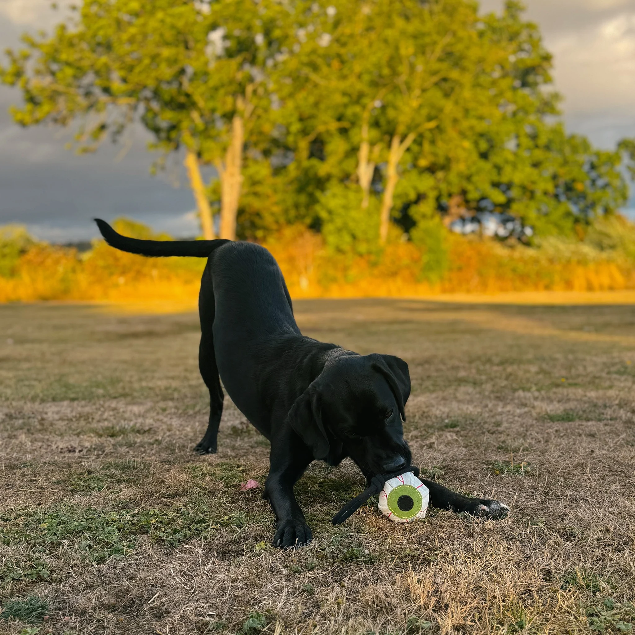 Green & Wilds Eye-M Watching You Eco Dog Toy - Image 5