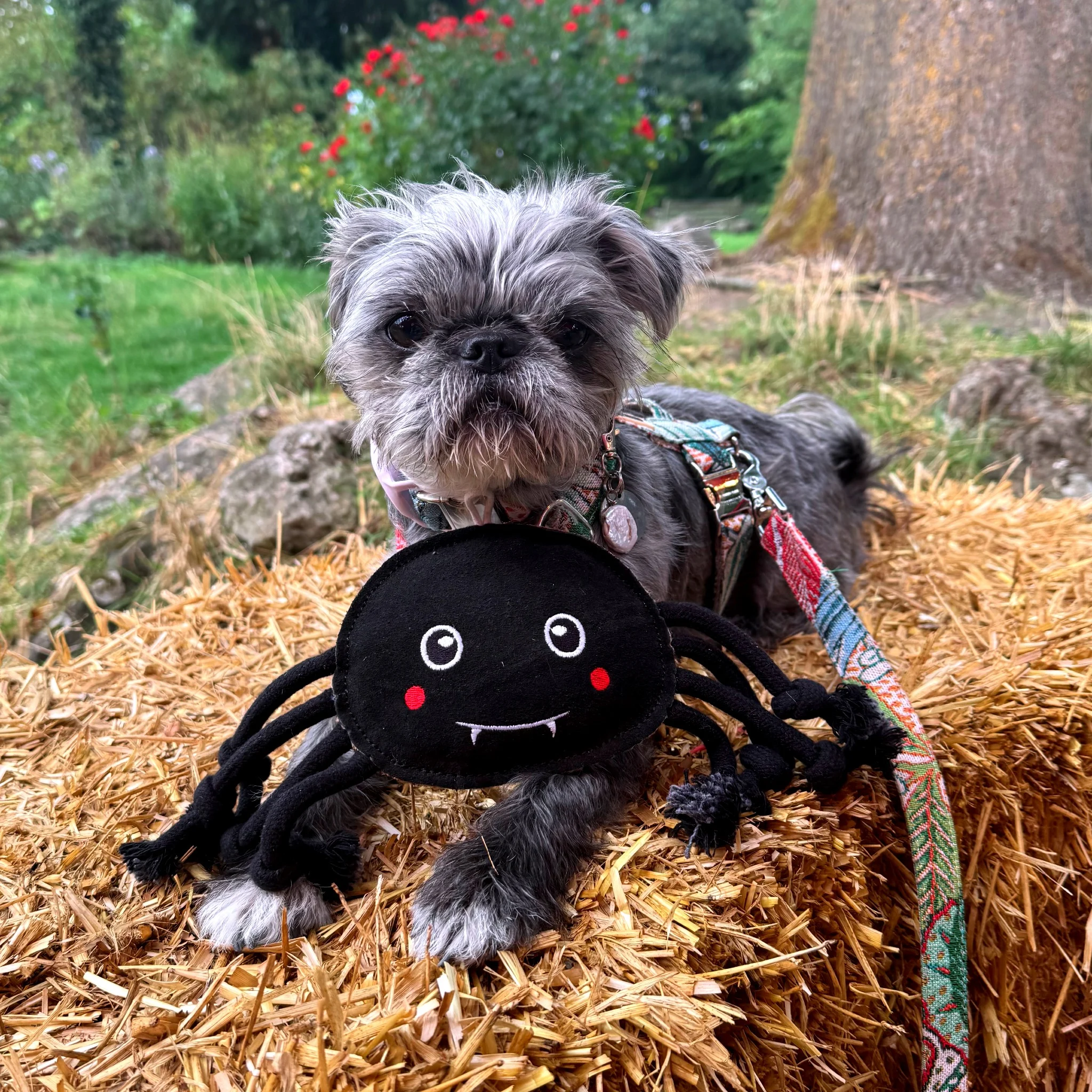 Green & Wilds Fangus Eco Dog Toy - Image 8