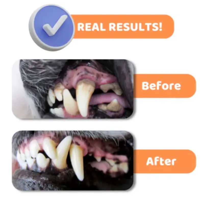 Our Dogs Life Dog Toothpaste and Toothbrush Set - Image 5